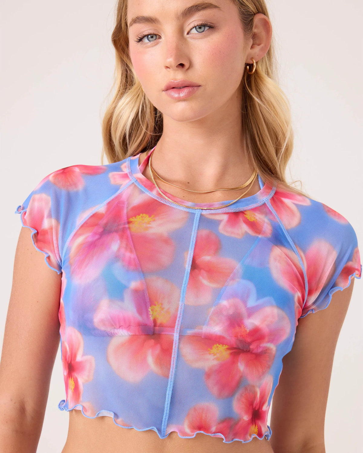 Blue Haze Hibiscus